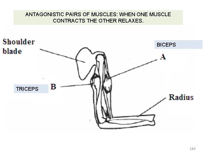 ANTAGONISTIC PAIRS OF MUSCLES: WHEN ONE MUSCLE CONTRACTS THE OTHER RELAXES. BICEPS TRICEPS 146