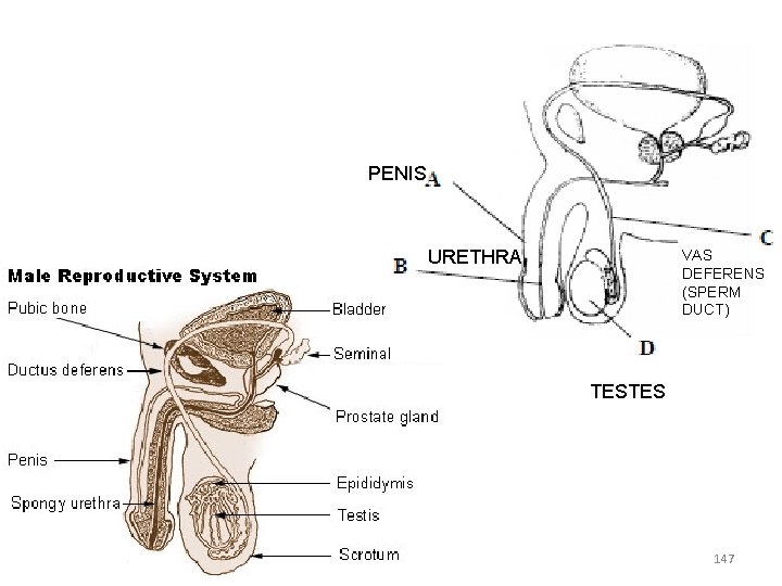 PENIS URETHRA VAS DEFERENS (SPERM DUCT) TESTES 147 