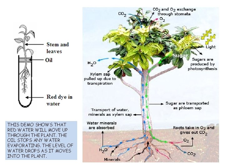 THIS DEMO SHOWS THAT RED WATER WILL MOVE UP THROUGH THE PLANT. THE OIL