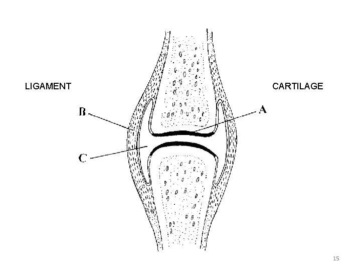 LIGAMENT CARTILAGE 15 