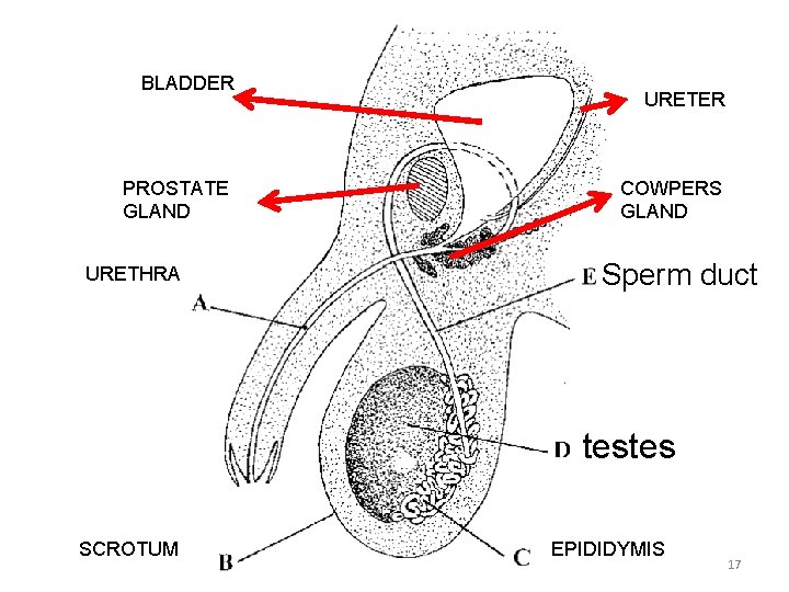 BLADDER PROSTATE GLAND URETHRA URETER COWPERS GLAND Sperm duct testes SCROTUM EPIDIDYMIS 17 