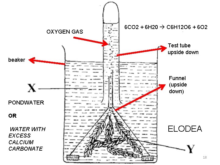 OXYGEN GAS 6 CO 2 + 6 H 20 C 6 H 12 O