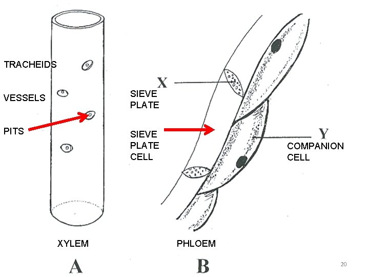 TRACHEIDS VESSELS SIEVE PLATE PITS SIEVE PLATE CELL XYLEM COMPANION CELL PHLOEM 20 