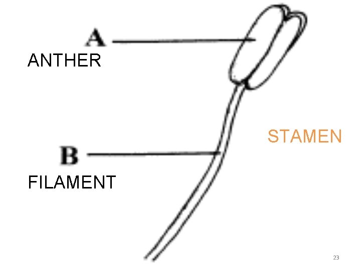 ANTHER STAMEN FILAMENT 23 