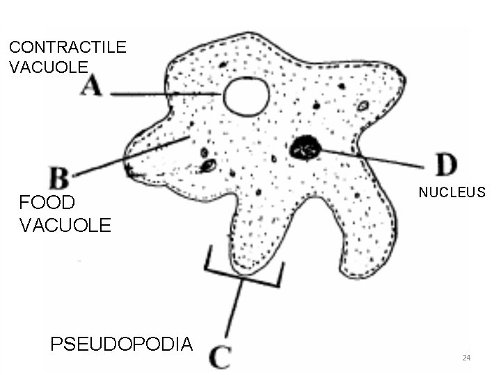 CONTRACTILE VACUOLE FOOD VACUOLE PSEUDOPODIA NUCLEUS 24 