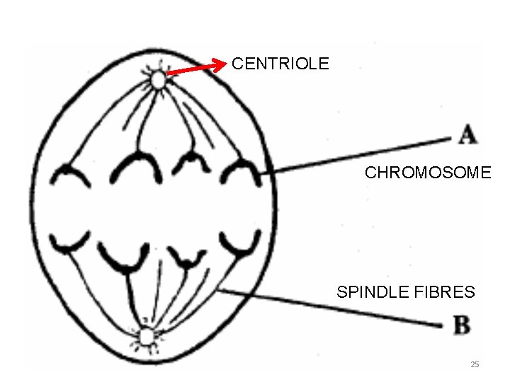 CENTRIOLE CHROMOSOME SPINDLE FIBRES 25 