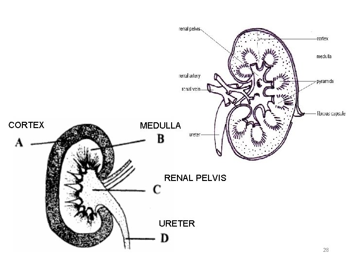 CORTEX MEDULLA RENAL PELVIS URETER 28 