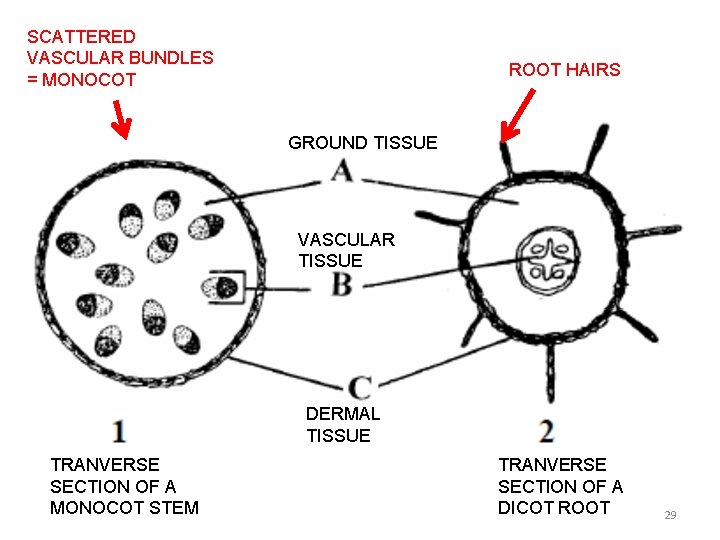 SCATTERED VASCULAR BUNDLES = MONOCOT ROOT HAIRS GROUND TISSUE VASCULAR TISSUE DERMAL TISSUE TRANVERSE