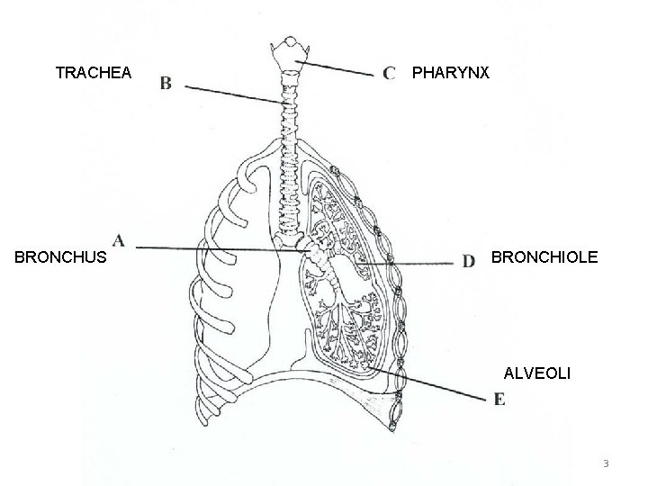 TRACHEA BRONCHUS PHARYNX BRONCHIOLE ALVEOLI 3 