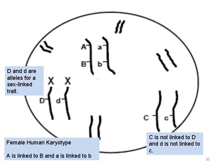 D and d are alleles for a sex-linked trait. Female Human Karyotype A is