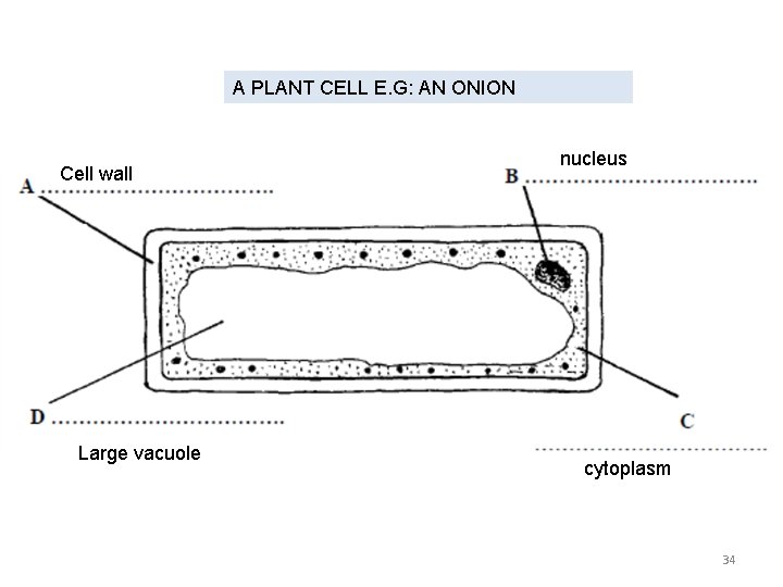 A PLANT CELL E. G: AN ONION Cell wall Large vacuole nucleus cytoplasm 34