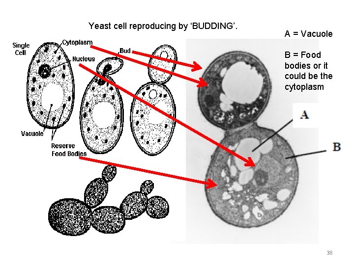 Yeast cell reproducing by ‘BUDDING’. A = Vacuole B = Food bodies or it