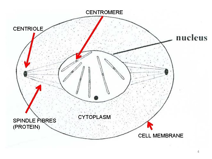 CENTROMERE CENTRIOLE SPINDLE FIBRES (PROTEIN) CYTOPLASM CELL MEMBRANE 4 