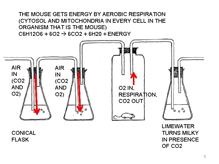 THE MOUSE GETS ENERGY BY AEROBIC RESPIRATION (CYTOSOL AND MITOCHONDRIA IN EVERY CELL IN