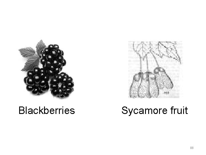 Blackberries Sycamore fruit 88 