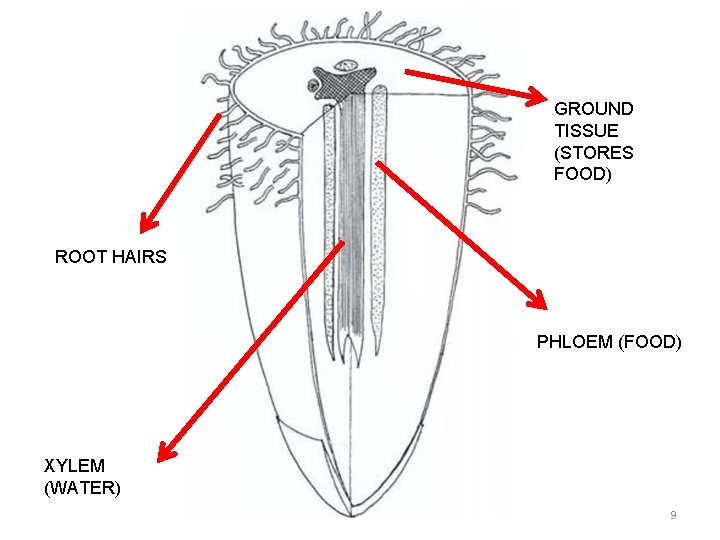 GROUND TISSUE (STORES FOOD) ROOT HAIRS PHLOEM (FOOD) XYLEM (WATER) 9 