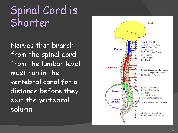 Spinal Cord is Shorter Nerves that branch from the spinal cord from the lumbar