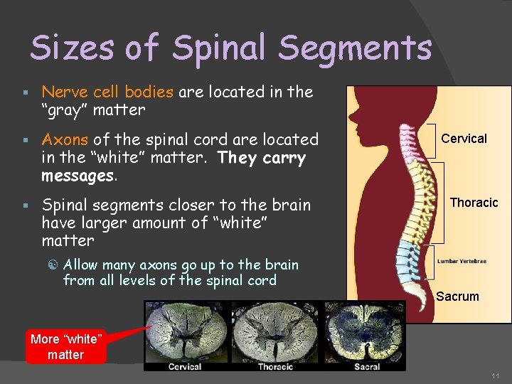 Sizes of Spinal Segments § Nerve cell bodies are located in the “gray” matter