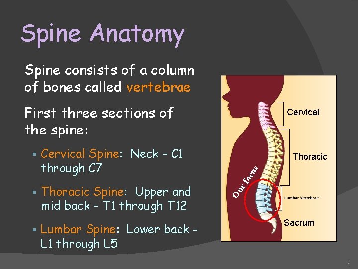 Spine Anatomy Spine consists of a column of bones called vertebrae First three sections