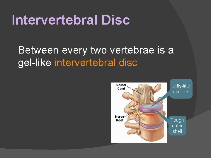 Intervertebral Disc Between every two vertebrae is a gel-like intervertebral disc Jelly-like nucleus Tough