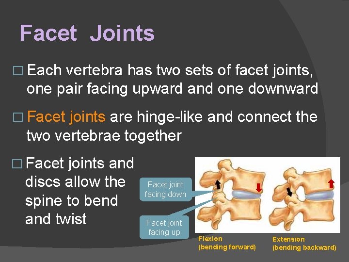 Facet Joints � Each vertebra has two sets of facet joints, one pair facing