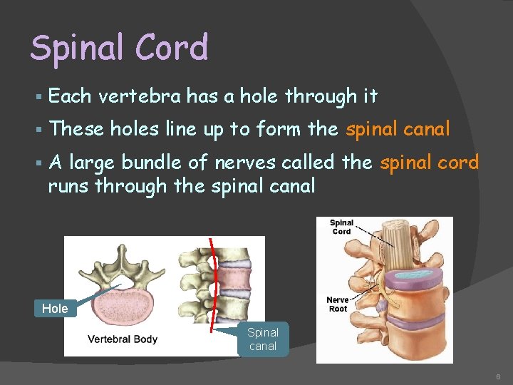 Spinal Cord § Each vertebra has a hole through it § These holes line