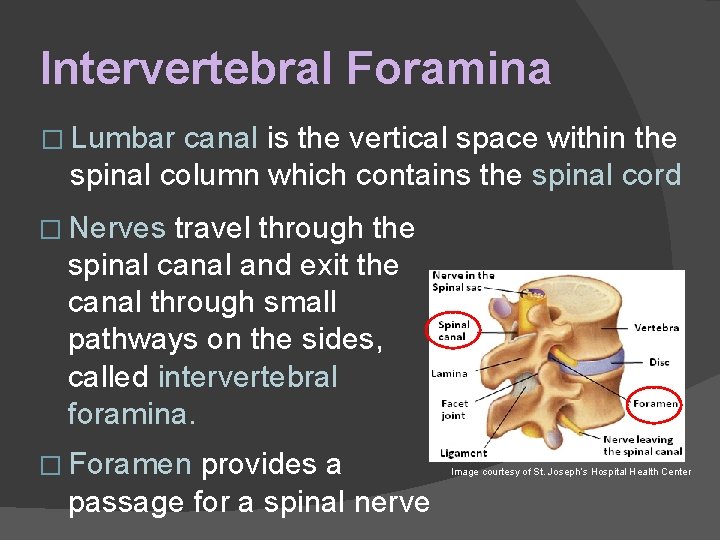 Intervertebral Foramina � Lumbar canal is the vertical space within the spinal column which