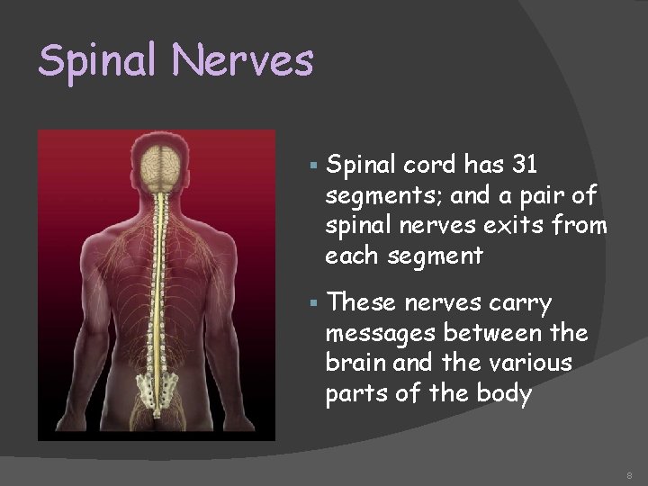 Spinal Nerves § Spinal cord has 31 segments; and a pair of spinal nerves