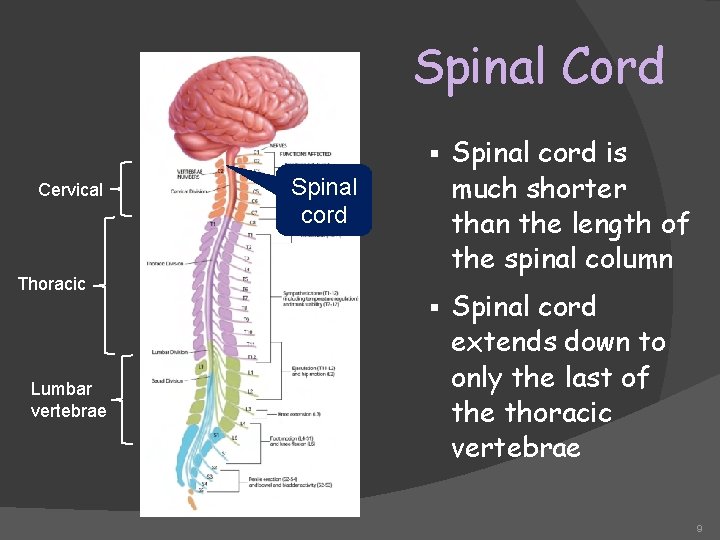 Spinal Cord Cervical § Spinal cord is much shorter than the length of the