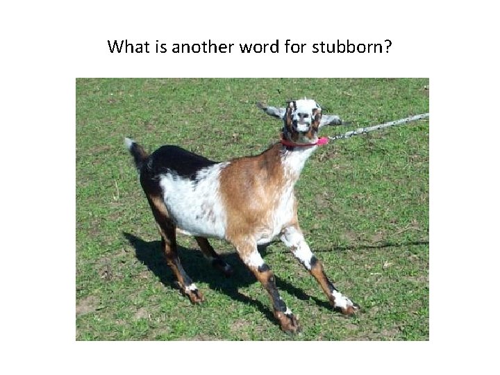 What is another word for stubborn? 