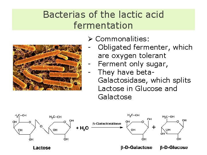 Bacterias of the lactic acid fermentation Ø Commonalities: - Obligated fermenter, which are oxygen