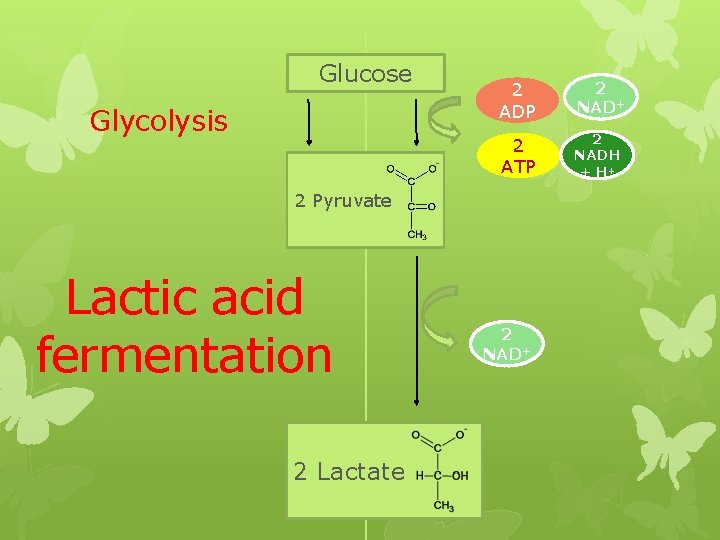 Glucose Glycolysis 2 ADP 2 NAD+ 2 ATP 2 NADH + H+ 2 Pyruvate