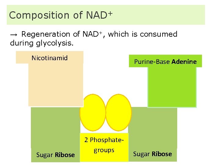 Composition of NAD+ → Regeneration of NAD+, which is consumed during glycolysis. Nicotinamid Sugar