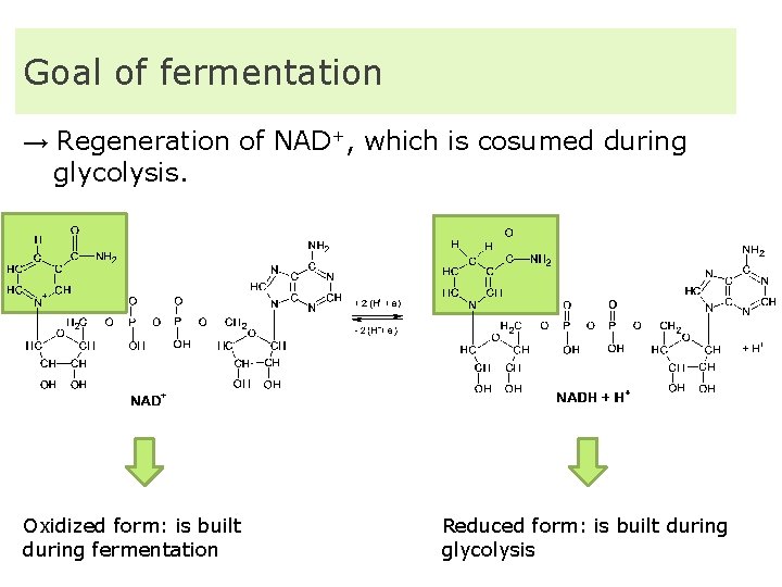 Goal of fermentation → Regeneration of NAD+, which is cosumed during glycolysis. Oxidized form: