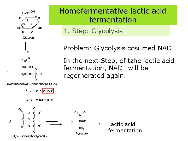 Homofermentative lactic acid fermentation 1. Step: Glycolysis Problem: Glycolysis cosumed NAD+ In the next