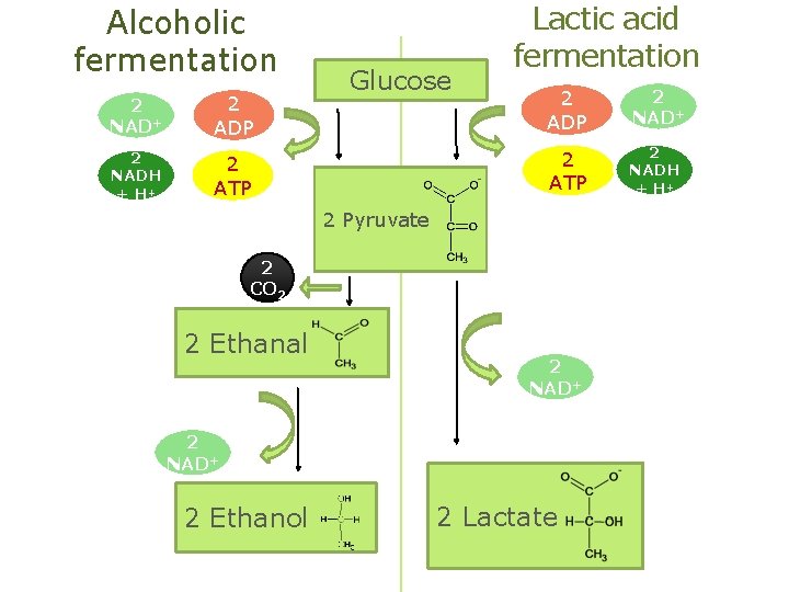 Alcoholic fermentation 2 NAD+ 2 NADH + H+ 2 ADP Glucose 2 ATP Lactic