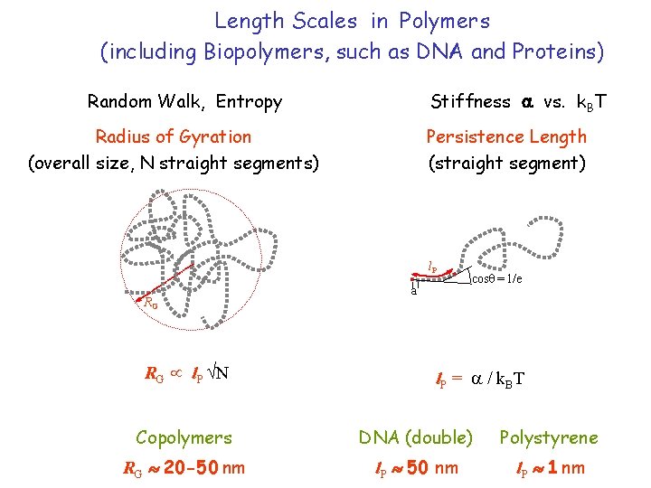 Length Scales in Polymers (including Biopolymers, such as DNA and Proteins) Random Walk, Entropy