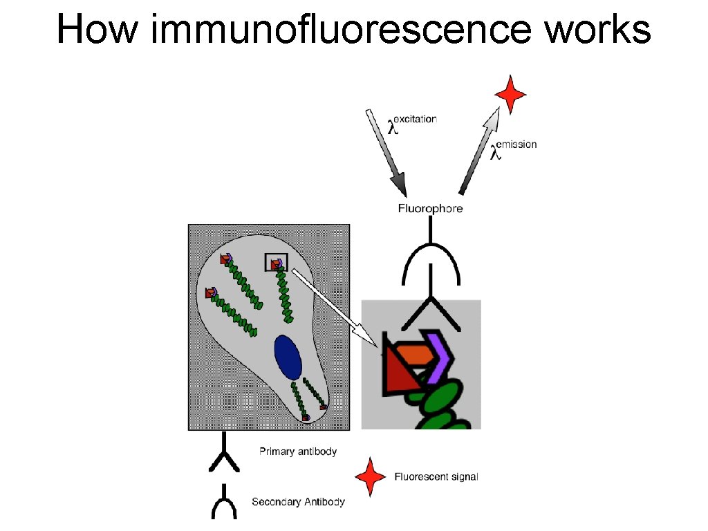 How immunofluorescence works 