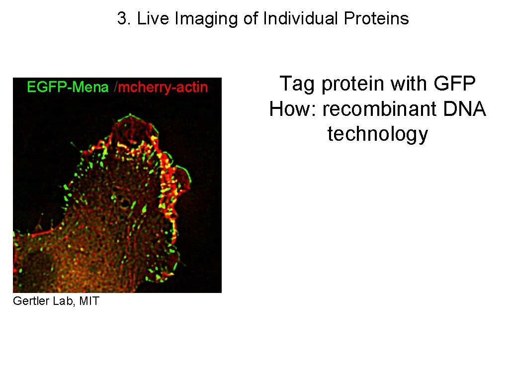 3. Live Imaging of Individual Proteins EGFP-Mena /mcherry-actin Gertler Lab, MIT Tag protein with