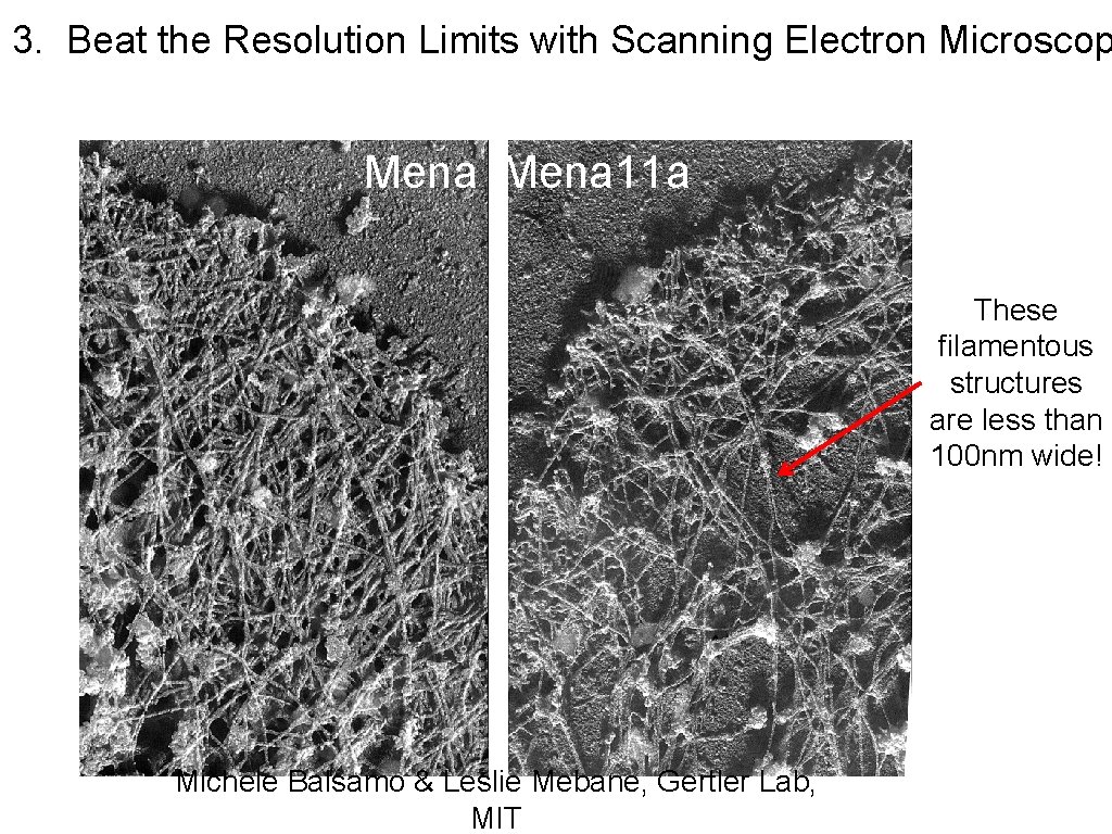 3. Beat the Resolution Limits with Scanning Electron Microscop Mena 11 a These filamentous