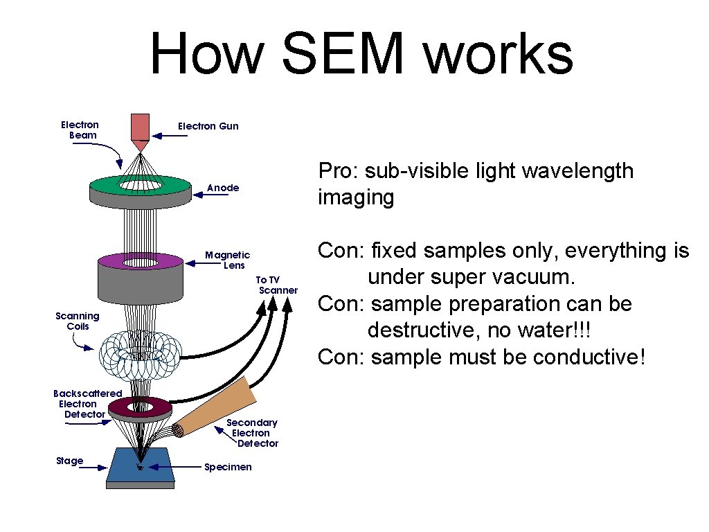 How SEM works Pro: sub-visible light wavelength imaging Con: fixed samples only, everything is