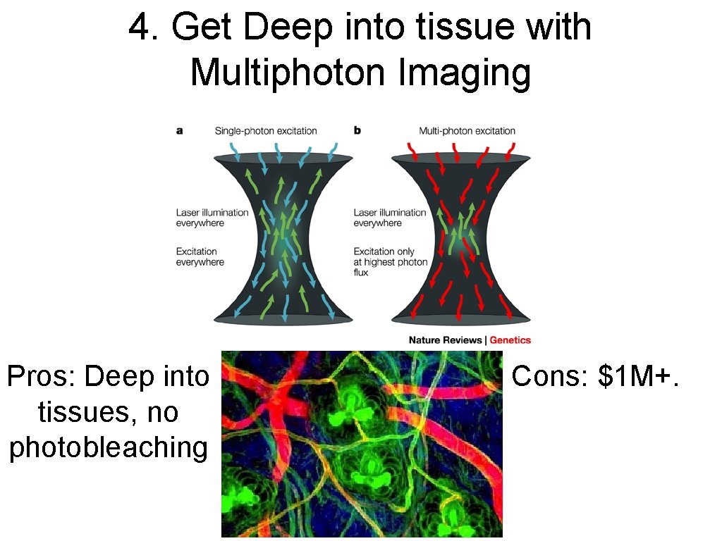 4. Get Deep into tissue with Multiphoton Imaging Pros: Deep into tissues, no photobleaching