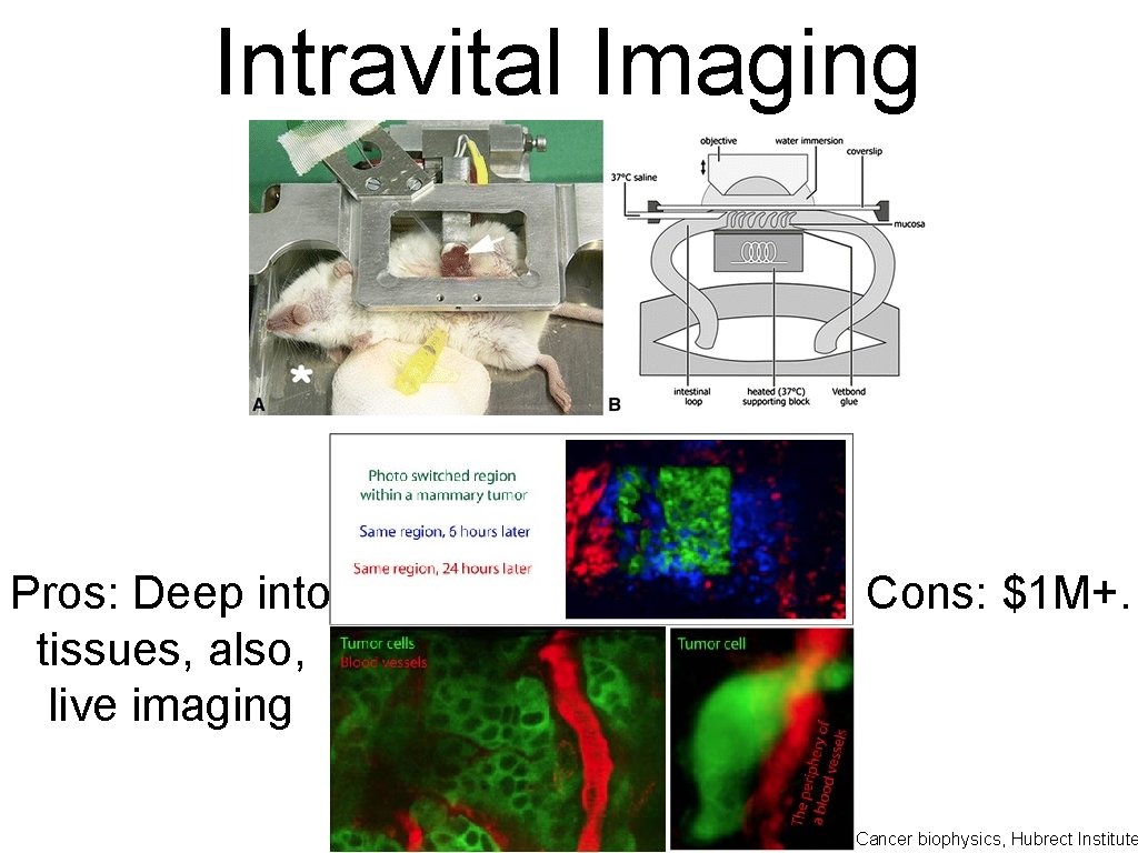 Intravital Imaging Pros: Deep into tissues, also, live imaging Cons: $1 M+. Cancer biophysics,