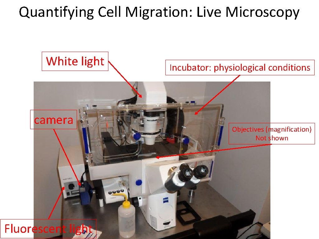 Quantifying Cell Migration: Live Microscopy White light camera Fluorescent light Incubator: physiological conditions Objectives