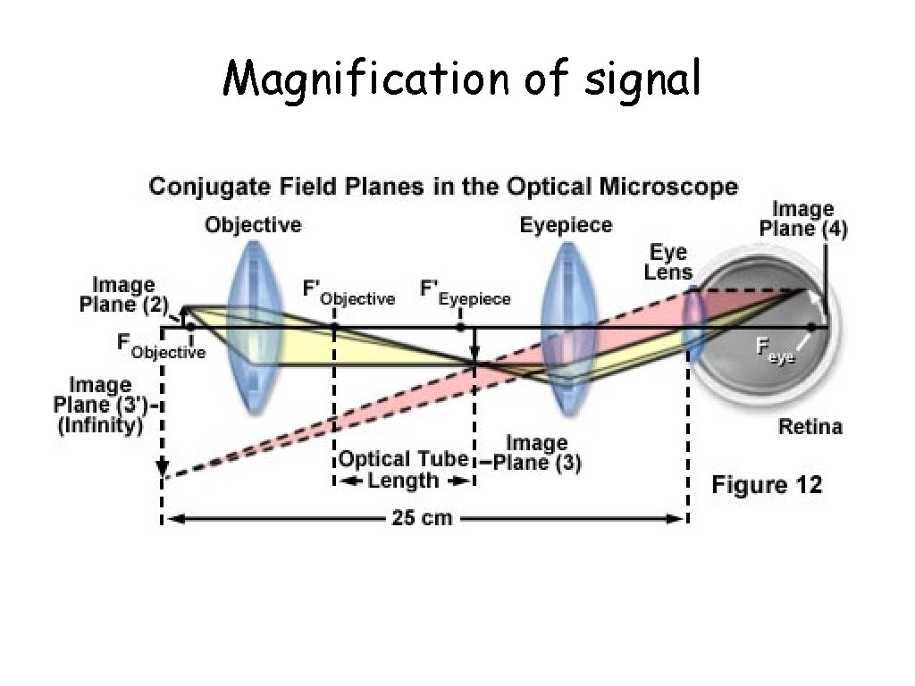 Magnification of signal 