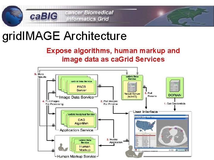 grid. IMAGE Architecture Expose algorithms, human markup and image data as ca. Grid Services