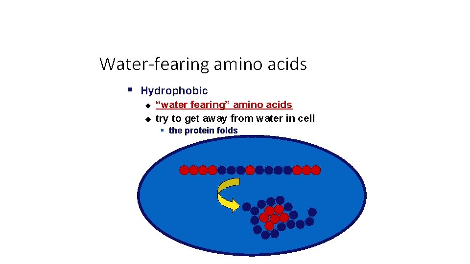 Water-fearing amino acids § Hydrophobic u u “water fearing” amino acids try to get