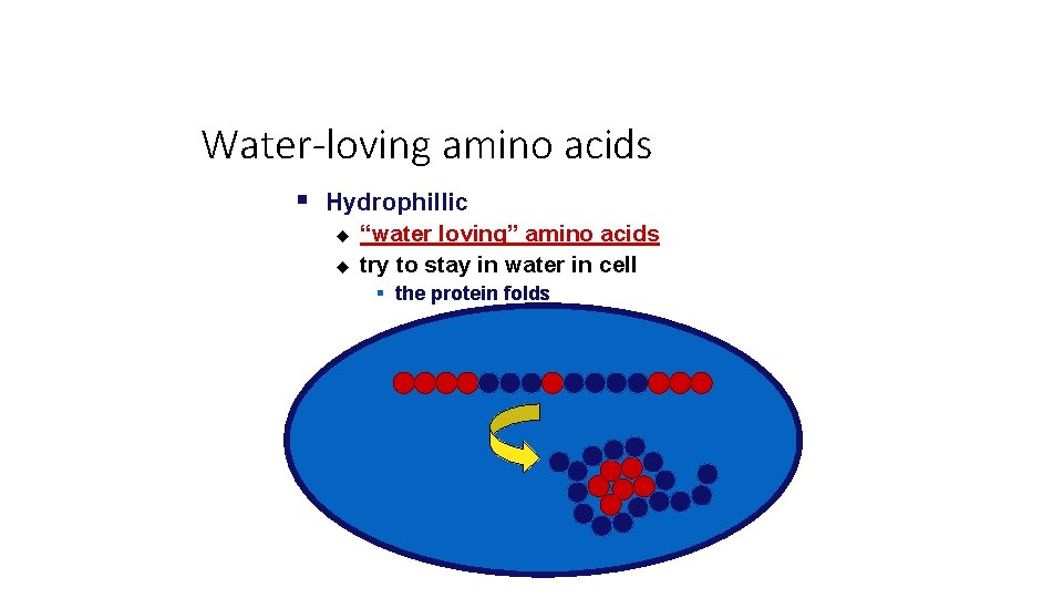 Water-loving amino acids § Hydrophillic u u “water loving” amino acids try to stay