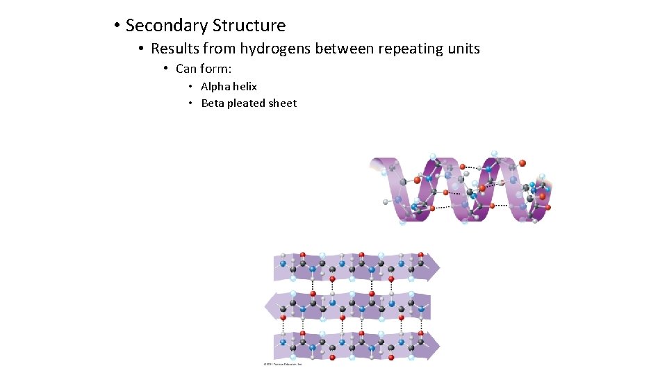  • Secondary Structure • Results from hydrogens between repeating units • Can form: