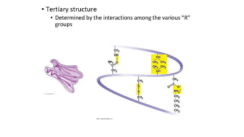  • Tertiary structure • Determined by the interactions among the various “R” groups